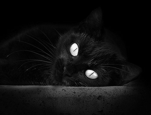 _老鹰队快攻犀利，赢得关键比赛_，老鹰队打法