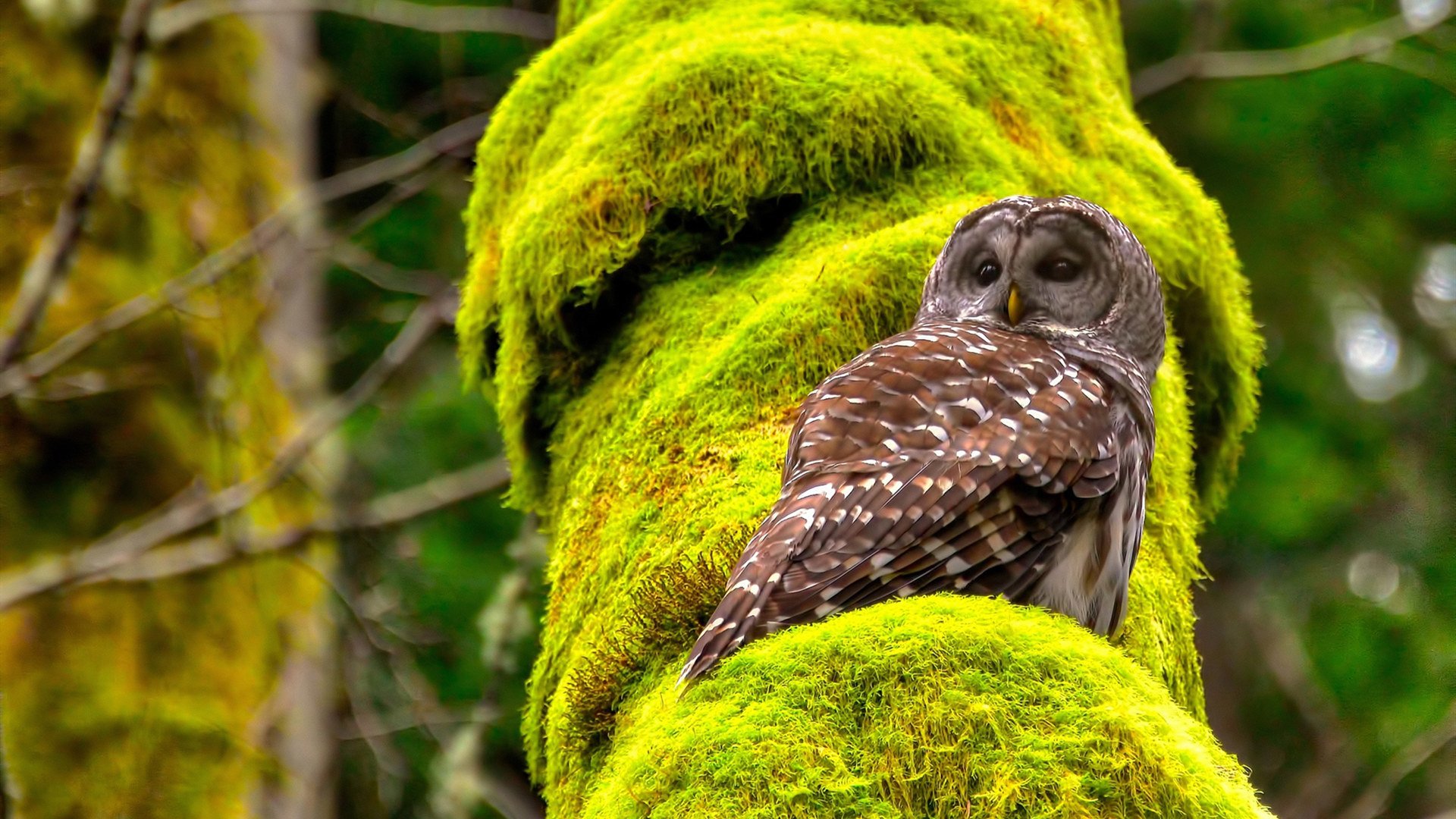 开云-《CS_GO年度盛典，豪门战队激情对决》，csgo豪门俱乐部