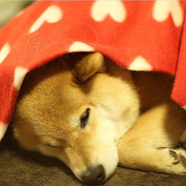 九游JIUYOY SPORTS_ 青少年裁判员“实战+培训”双轨体系效果明显，行业公正性不断增强