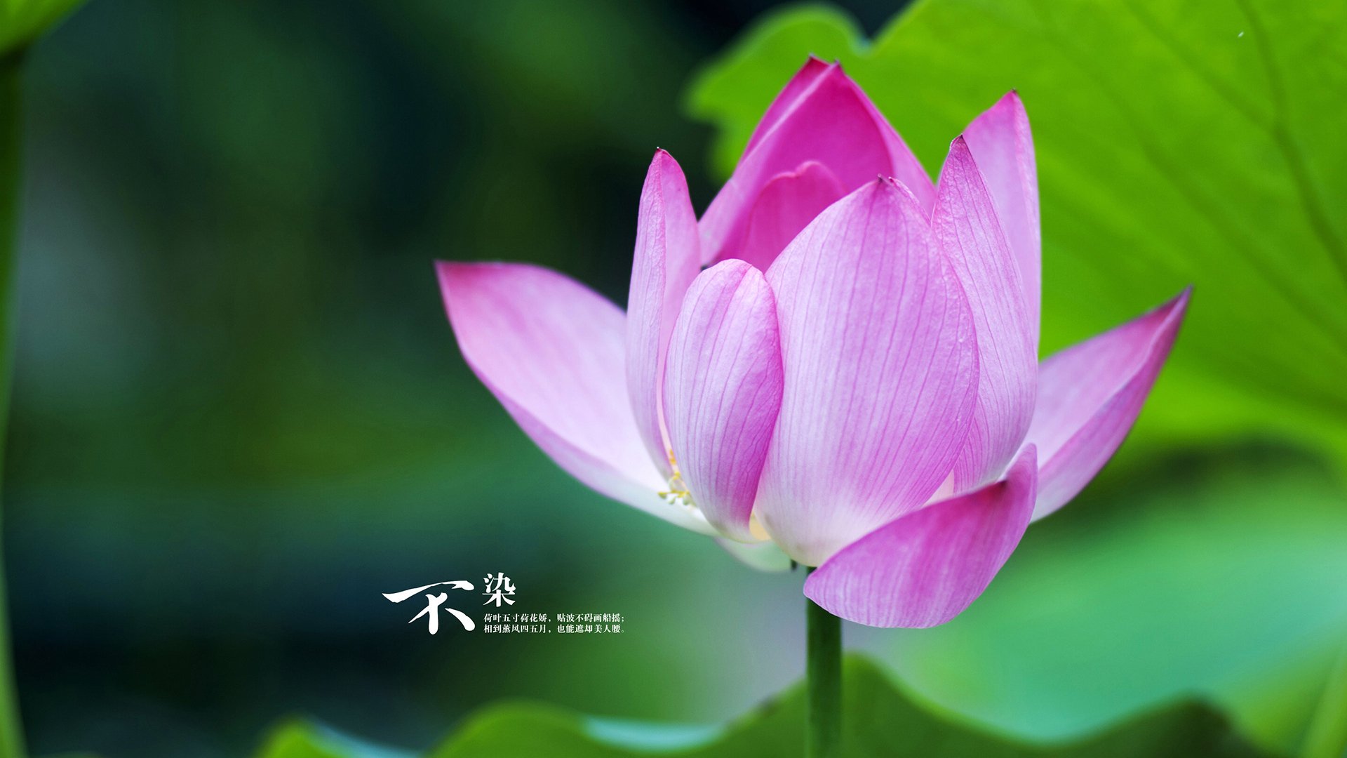 传统民族舞龙舞狮，激情庆典中的运动元素