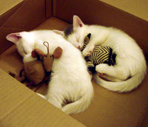 开云体育APP下载-凯尔特人问鼎苏超，连续第五年夺冠，苏超凯尔特人历年球衣