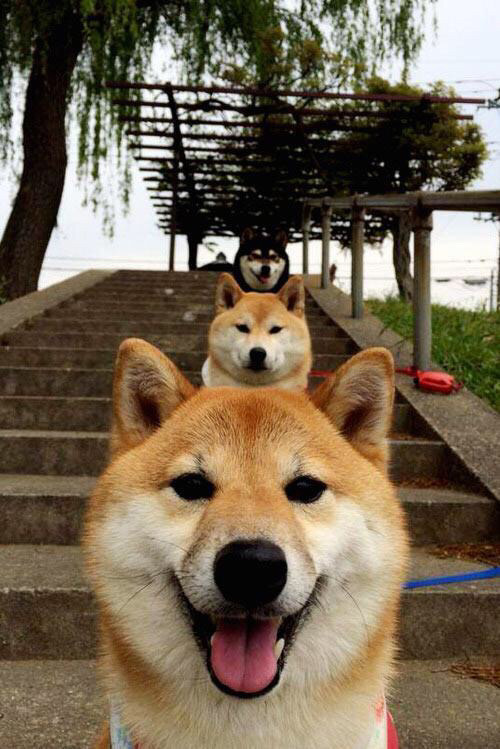 女排传奇朱婷入选国际排球名人堂，女排运动朱婷是哪里人