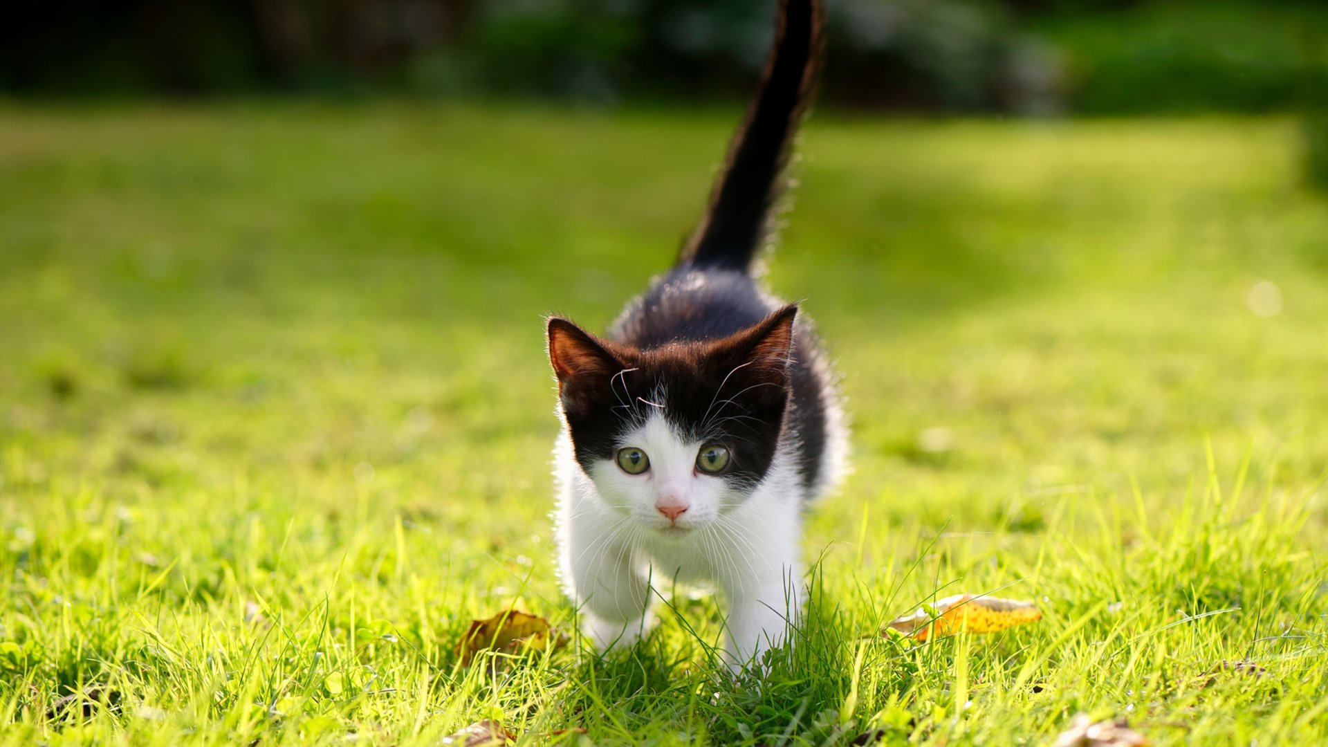 山东泰山客场逆转,豪取三连胜,山东泰山赢了吗