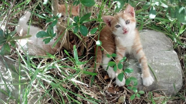 开云-意大利骑手格里高利·瓦特莱特在2024年国际马术联合会障碍赛世界巡回赛中获得个人第五名，展现坚韧精神。