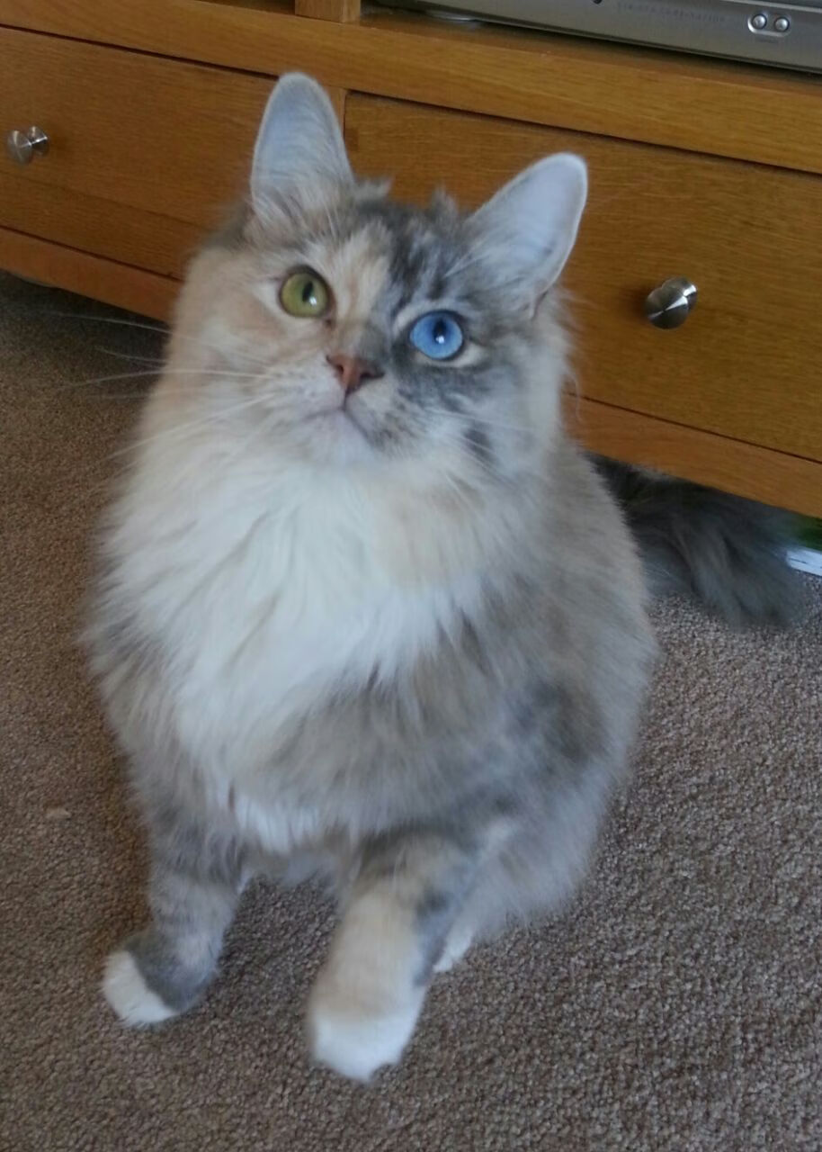 意甲球员健康状况持续改善，比赛水平提升，意甲 球员