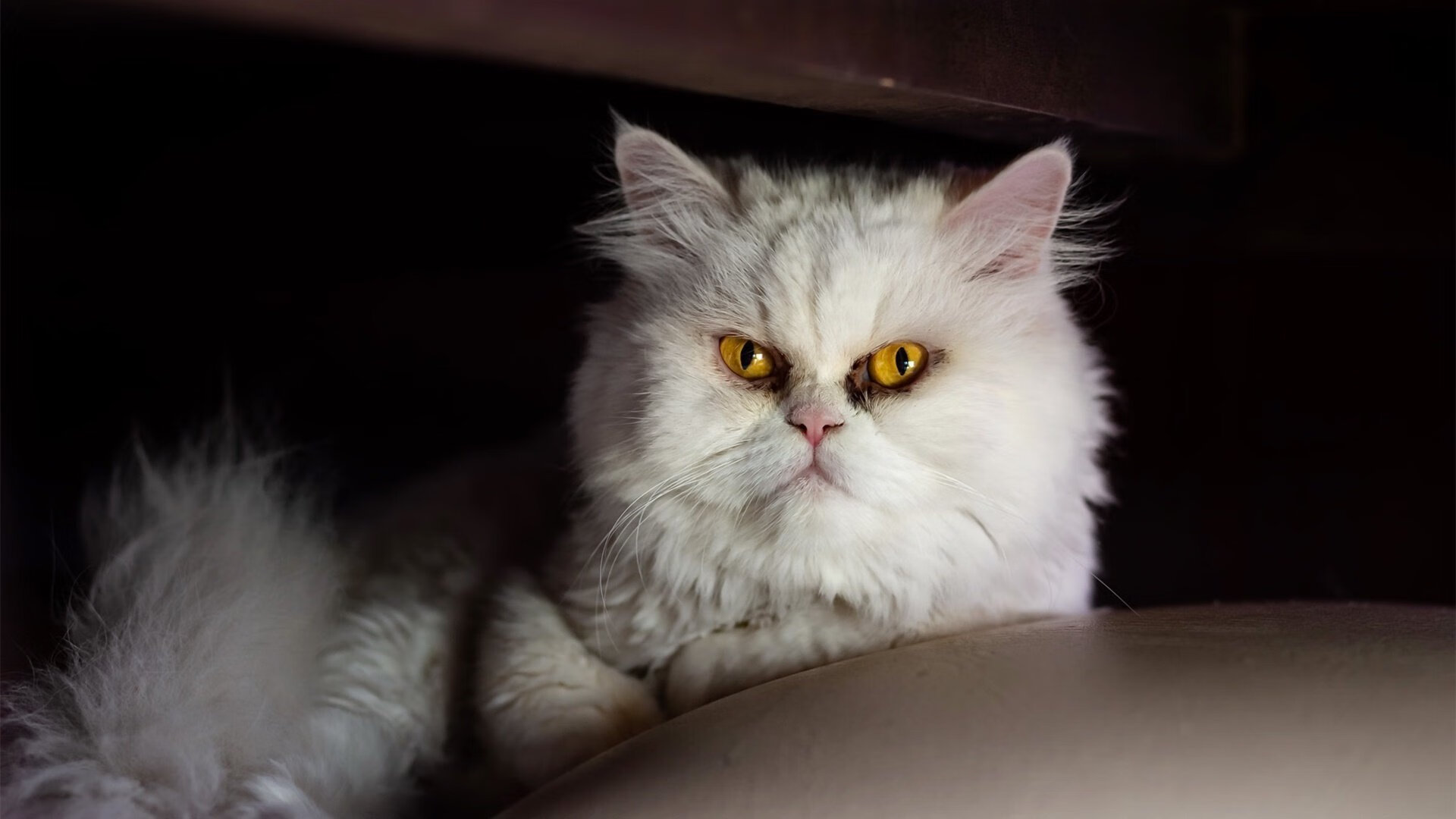 布莱克本传中精准犀利,蓝白军团冲刺升级区,布莱克最新形态