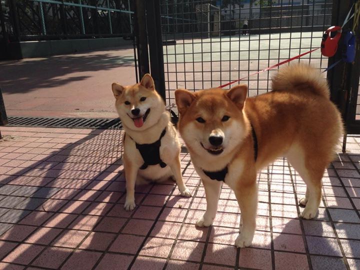 开云下载-是否应为球员提供多元职业路径选择，成为职业球员的几率