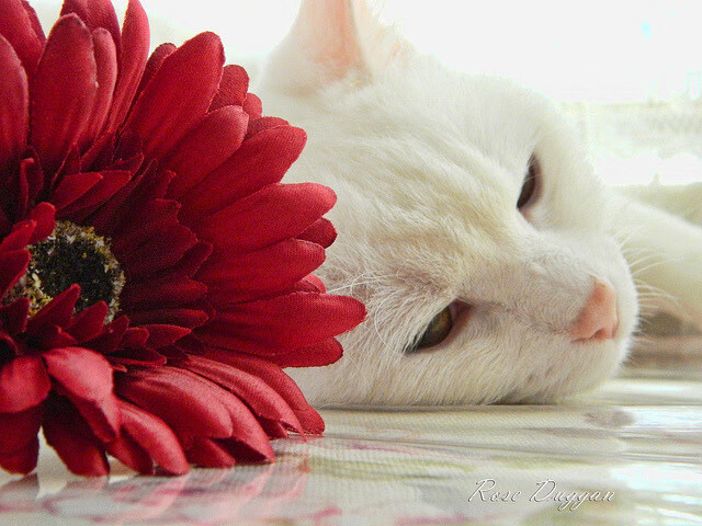 中国三人篮球男队战术灵活 应对各种比赛局面,中国男子三人篮球战绩