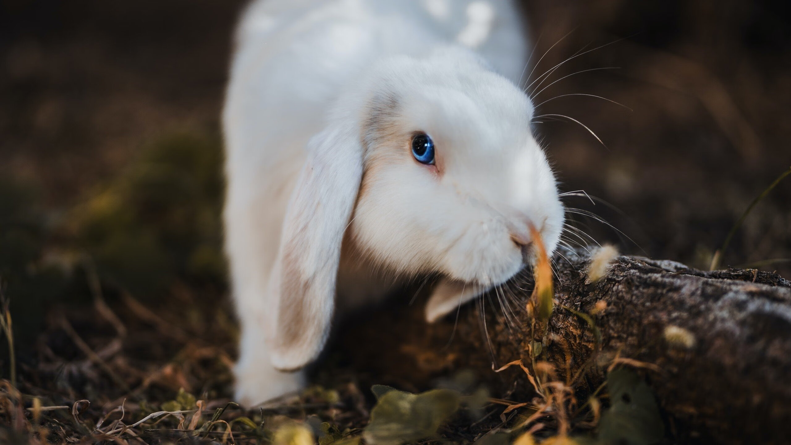 乒乓球青训计划实施 助力挖掘下一个马龙,青少年乒乓球训练计划
