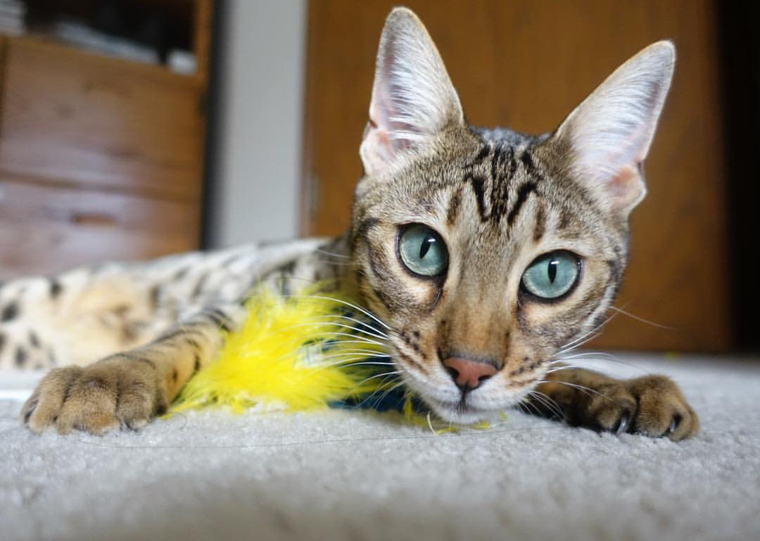 开云体育下载-中锋对决谁在内线更具统治力，中锋对位