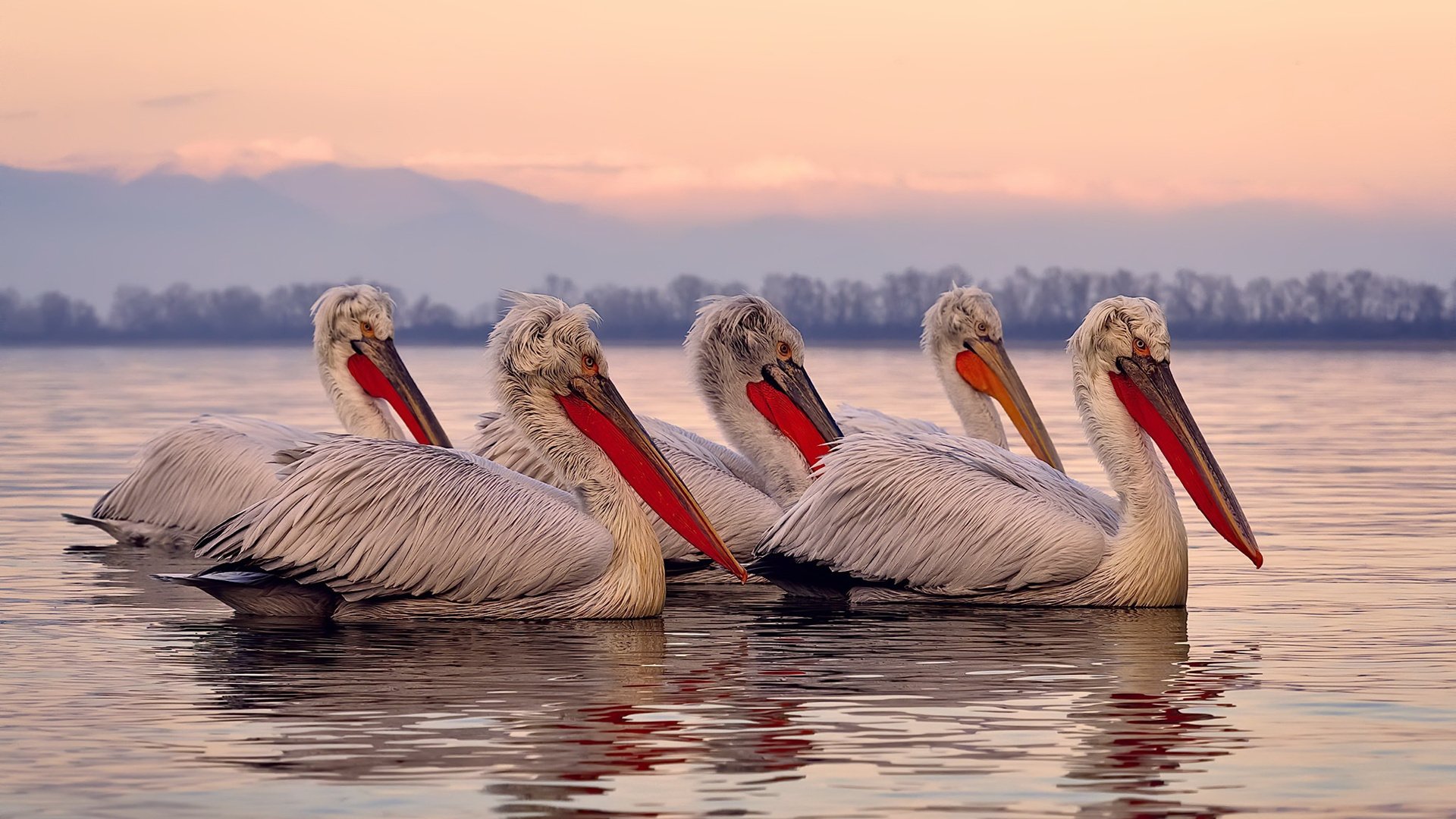 全国跳水系列赛广州站精彩不断,广州跳水比赛